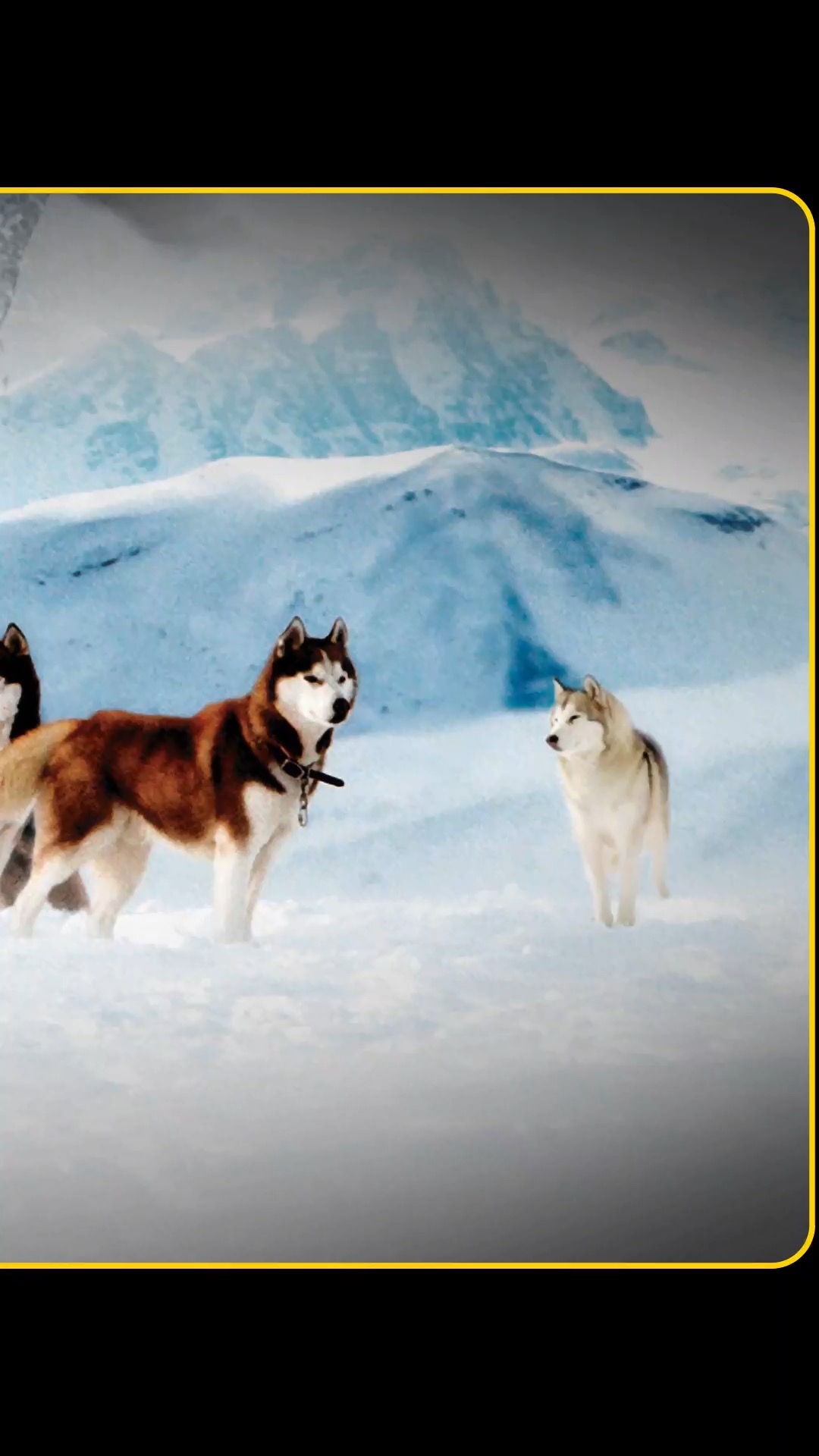 电影解说##南极大冒险# 真实事件改编,8只狗狗被人类遗弃在南极,它们