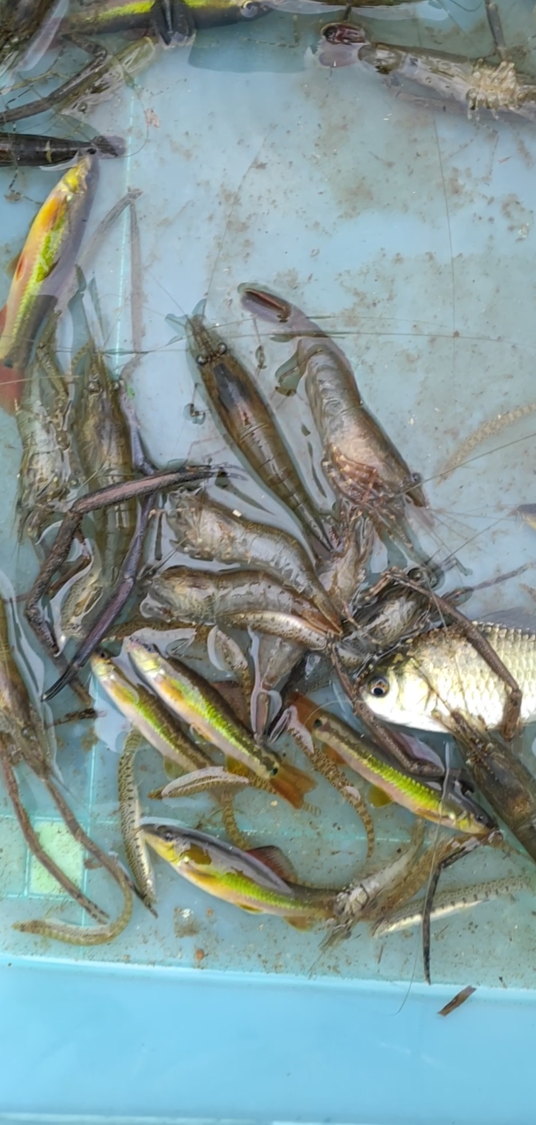 三农#野生超级大河虾