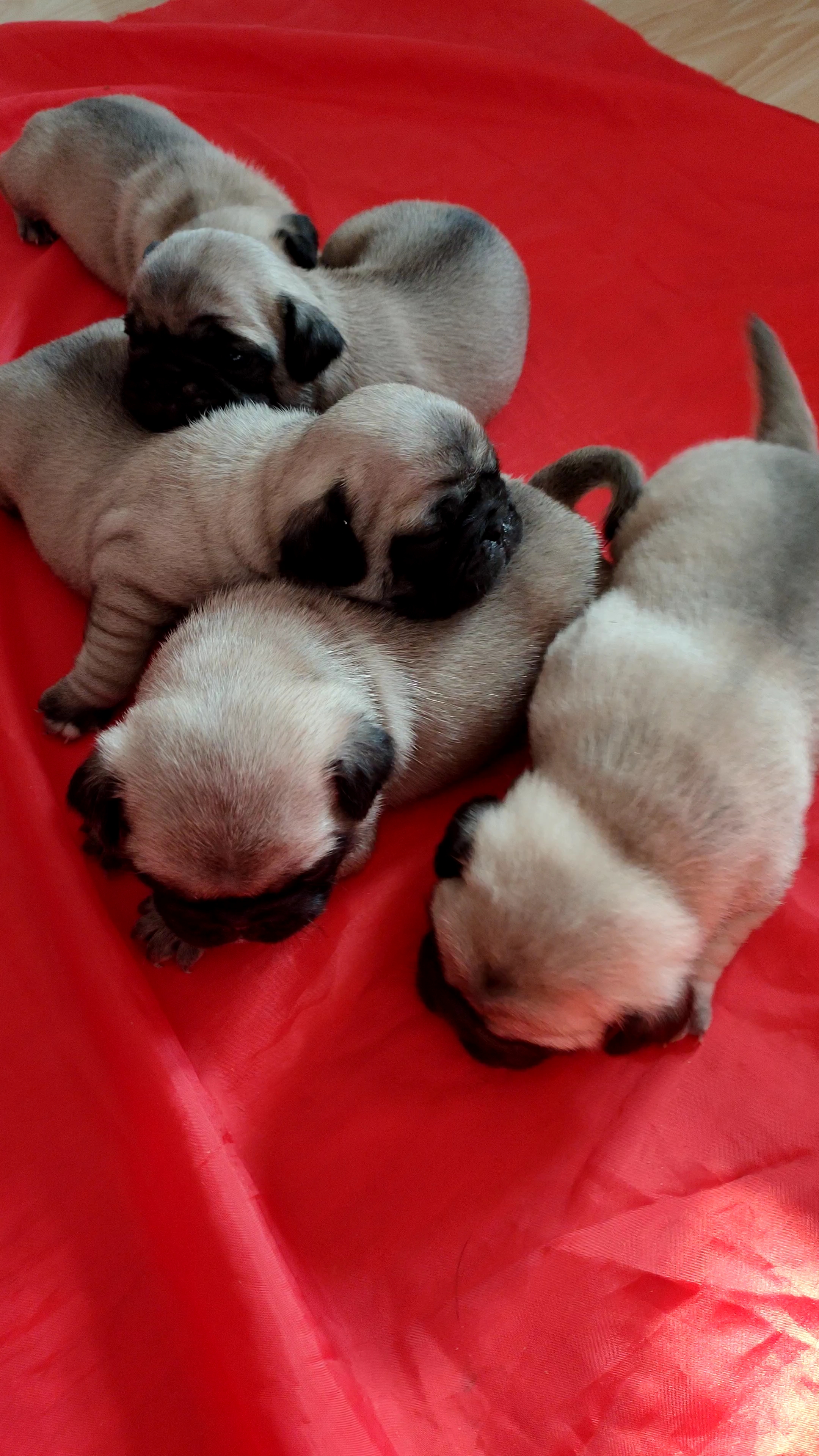 二十一天的狗宝宝,萌萌哒!