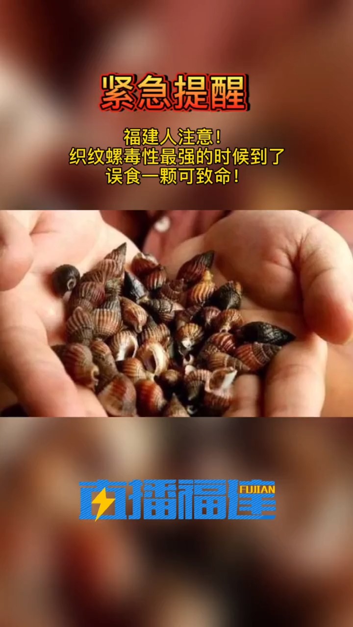 织纹螺毒性最强的时候到了,误食一颗就可致命!