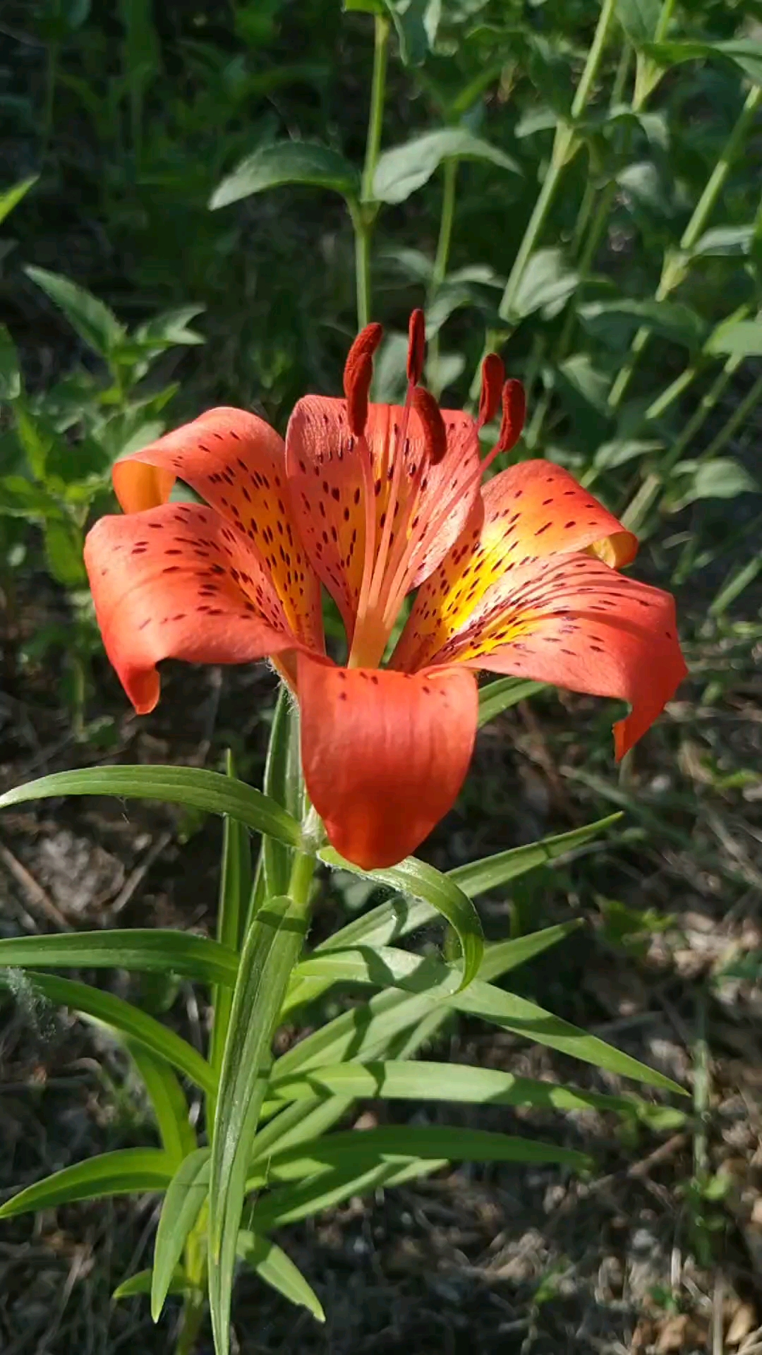 慢动作降伏摇曳的卷帘百合