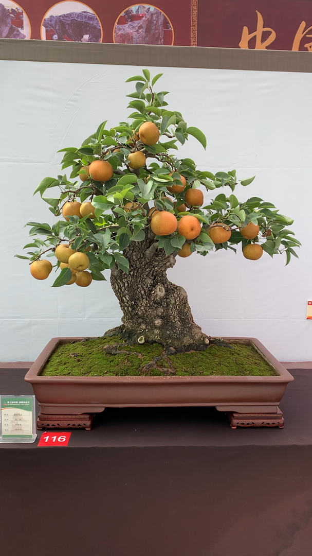 培养了 50年的梨树盆景 想吃么