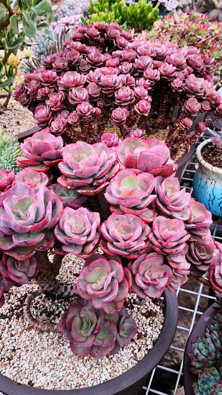 有一种可爱叫多肉!#让人着迷的老桩秀妍,一盆不够看就来两盆!