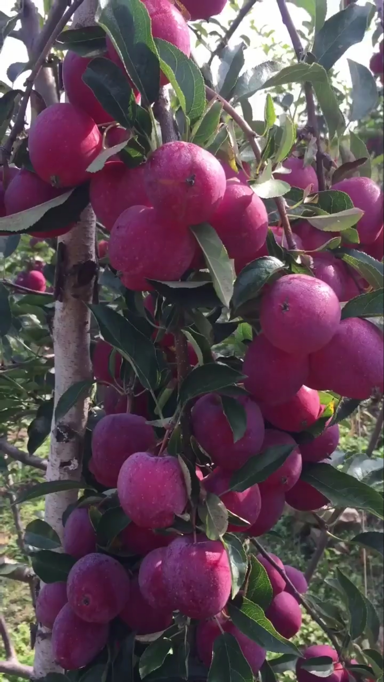 鸡心果产量高,口感特别好