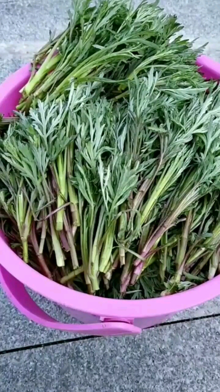 全民正能量#能吃的蒿子,满满的收获