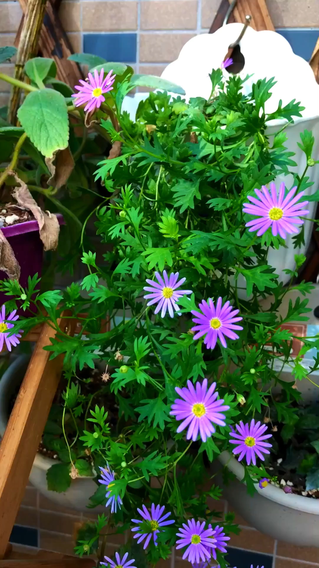 佛系生活#开成瀑布的姬小菊,光照不足养啥都徒长