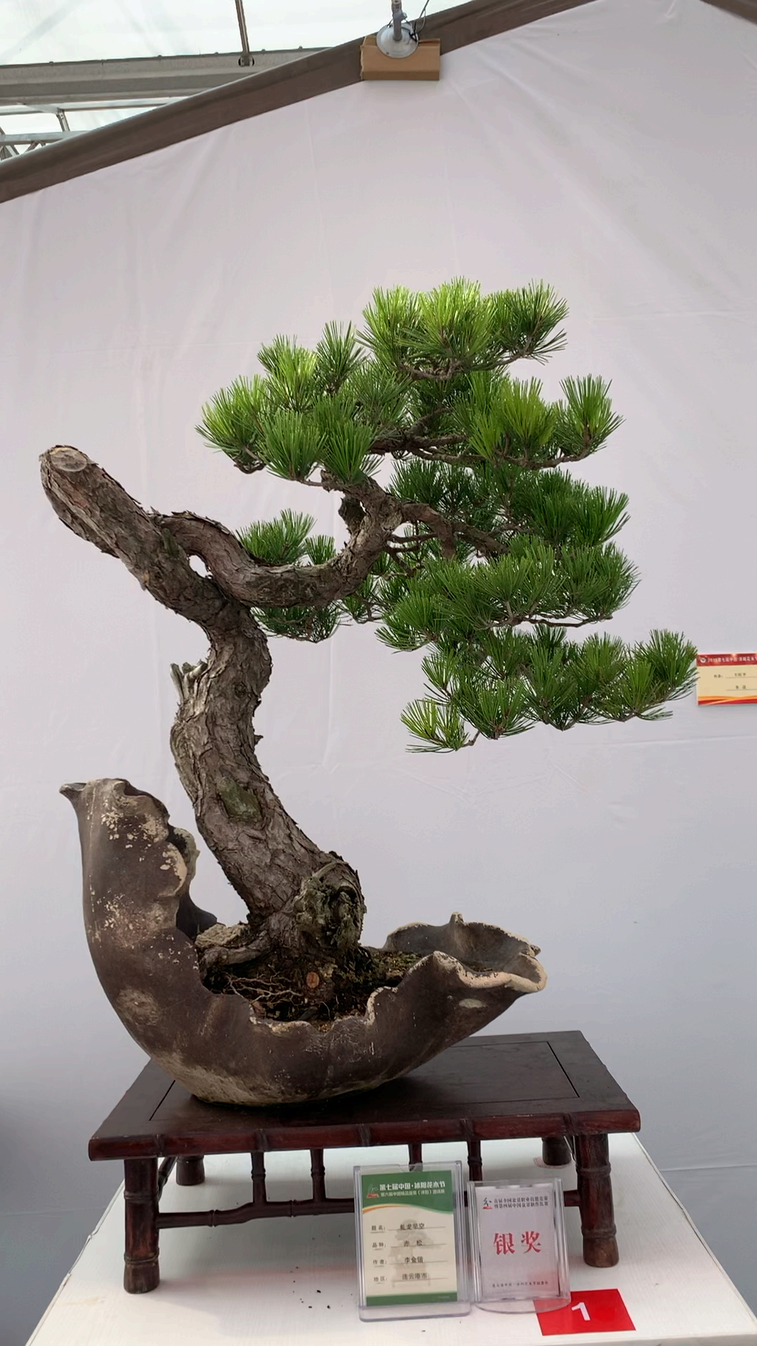 百年老松 坚韧不拔