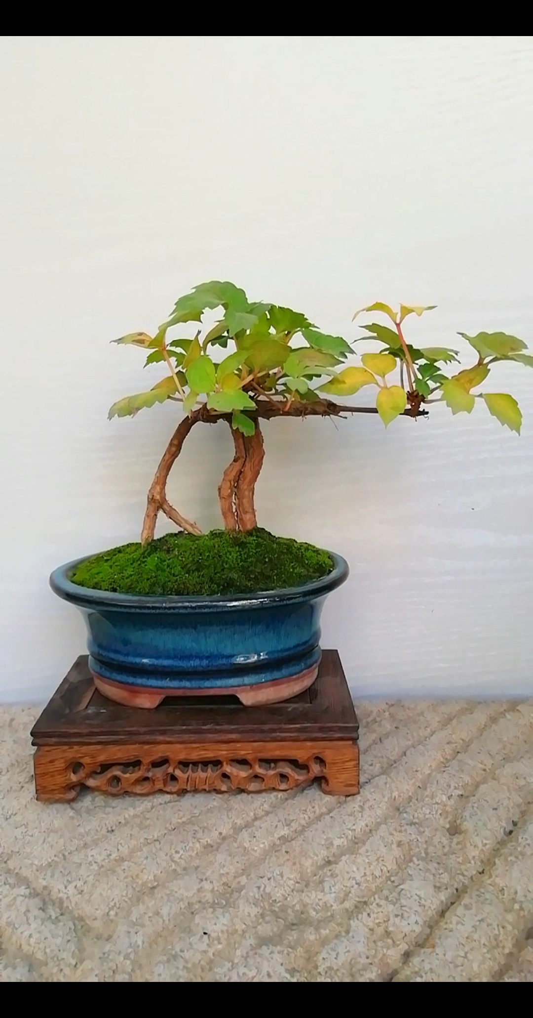 音为有你#爬山虎制作的小盆景