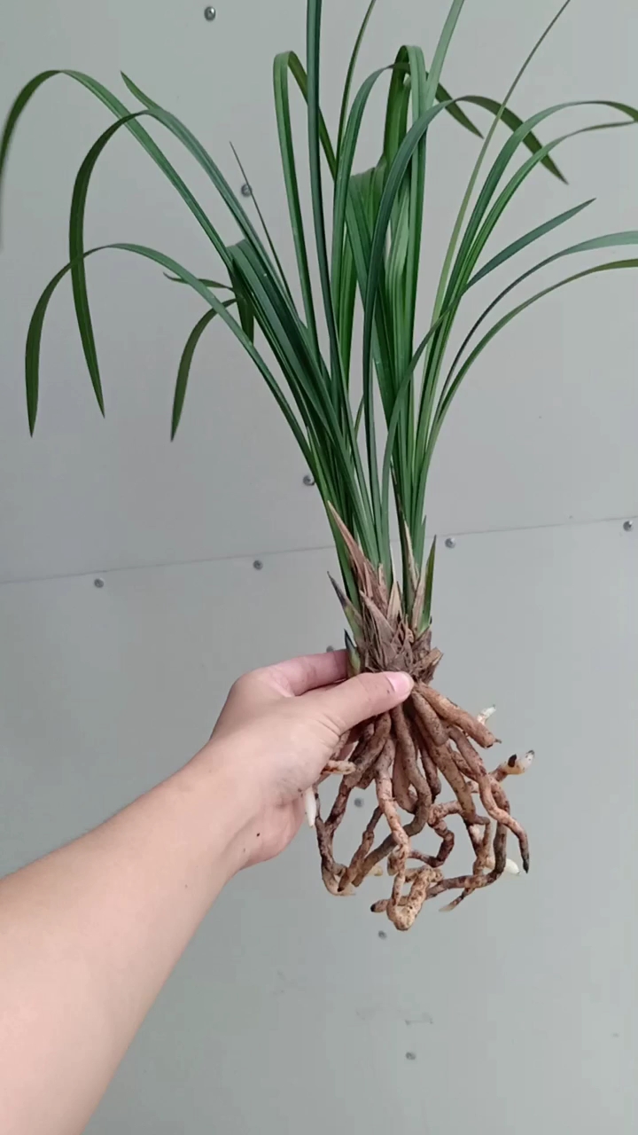 下山春剑带多花苞