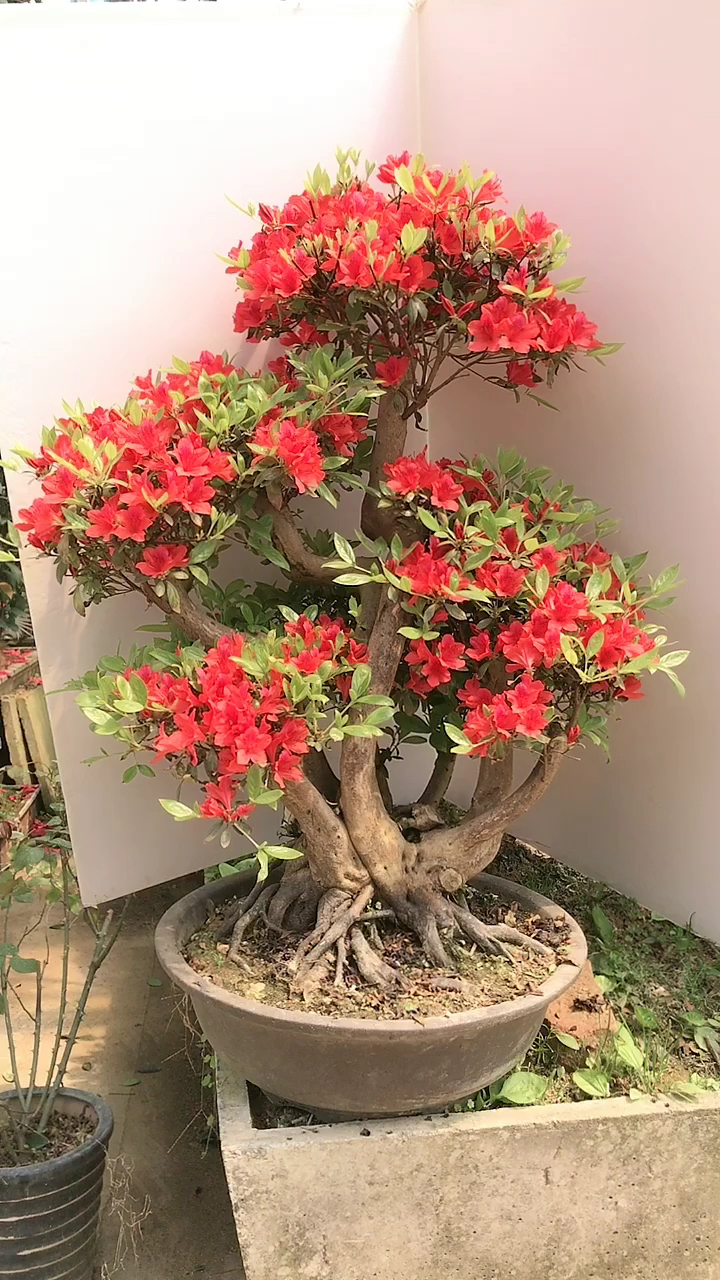 老桩映山红杜鹃