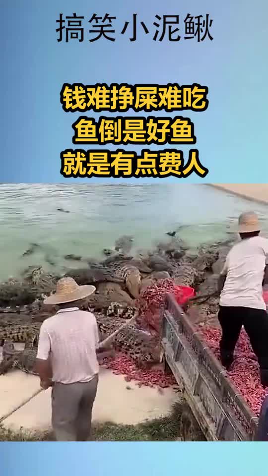 钱难挣屎难吃,鱼倒是好鱼,就是有点费人