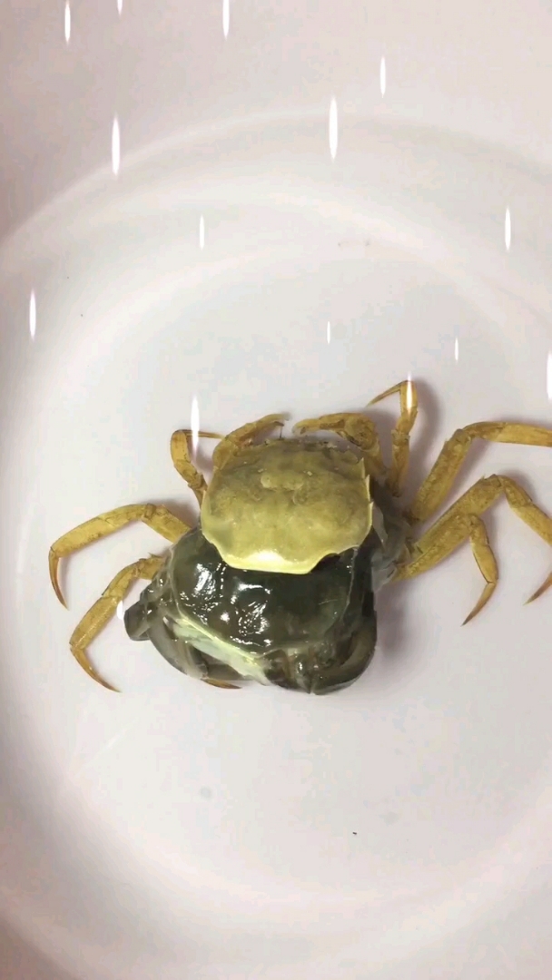 金蟹脱壳