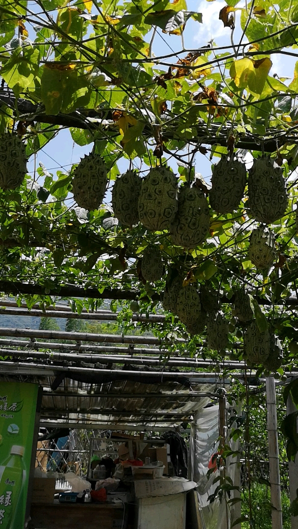 佛系生活#见过这么多火参果么?