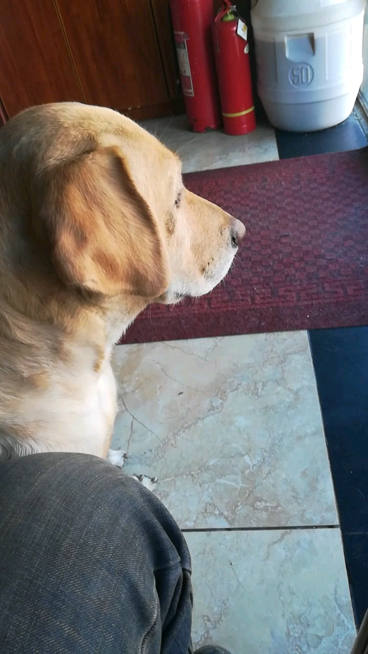 情人节-单身-狗 隔着玻璃往外瞅