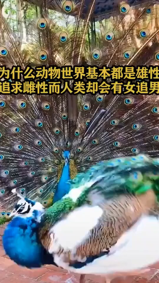 为什么动物世界基本都是雄性追求雌性,而人类却会女追男?