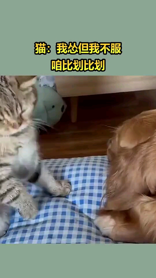 猫我怂但我不服咱比划比划