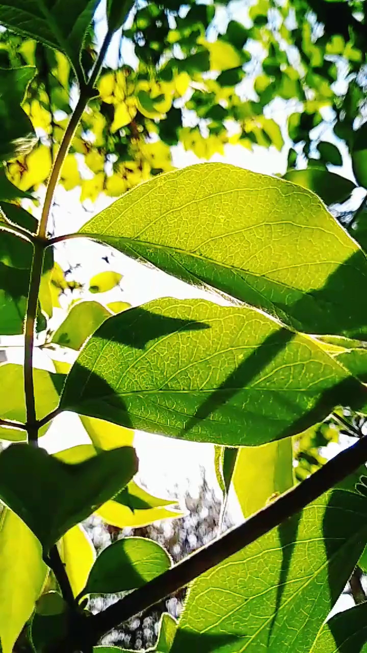 万事万物中都有裂缝,这样光才能照射进来