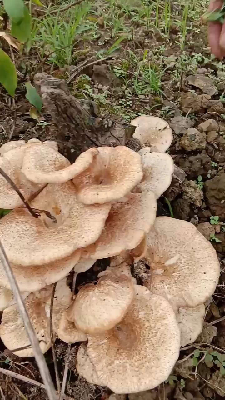 野生蘑菇能吃吗?