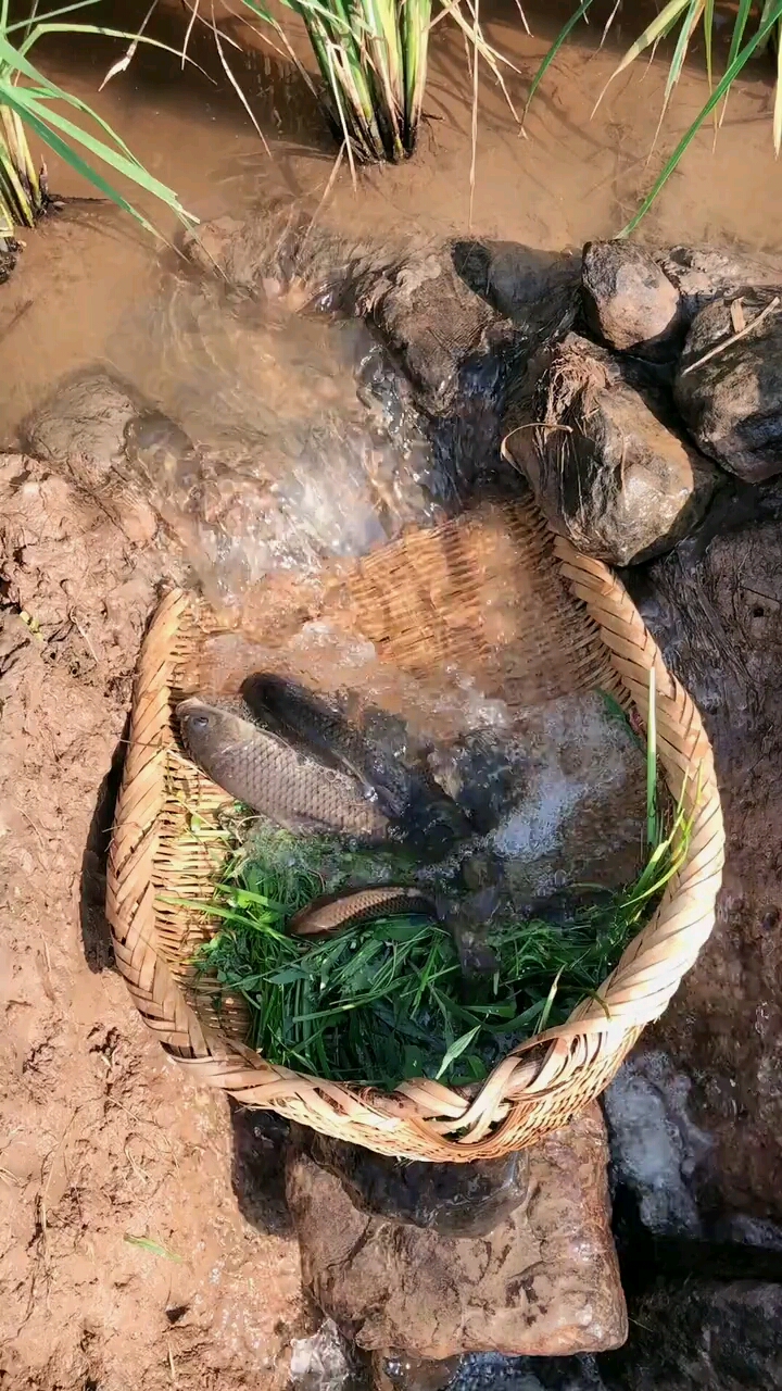 每天更新不一样的户外捉鱼!