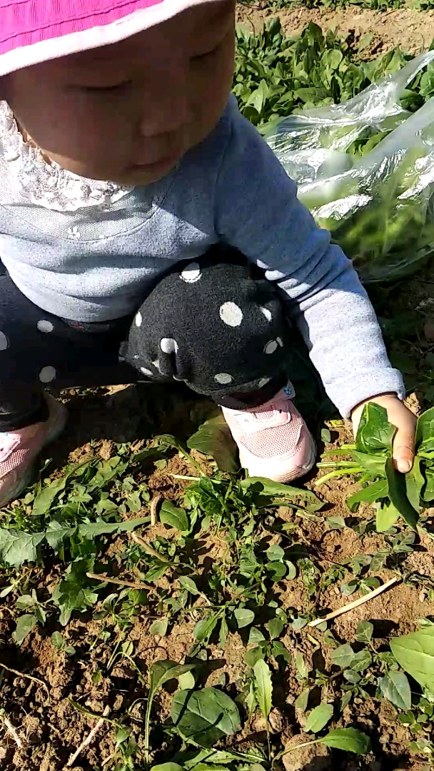 哎呦·哎呦·拔菠菜