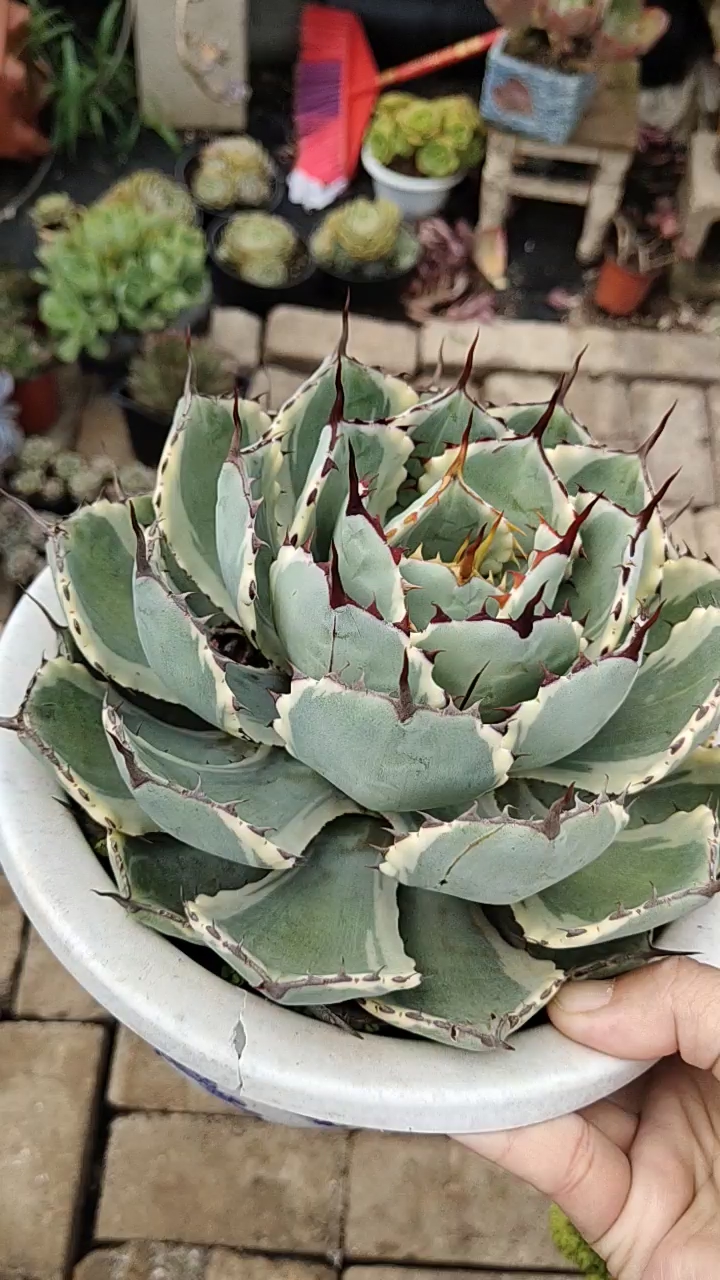 笹之雪 最近特别喜欢的一个品种