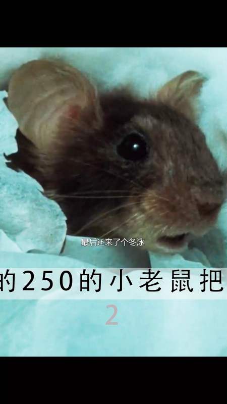 智商250的小老鼠把兄弟俩废了-度小视