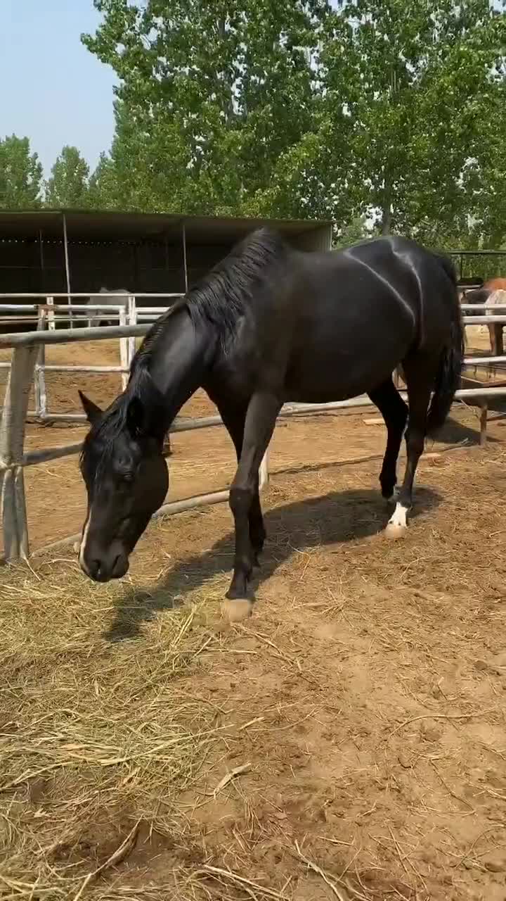 这匹马长的是真威武,一眼就相中了这个