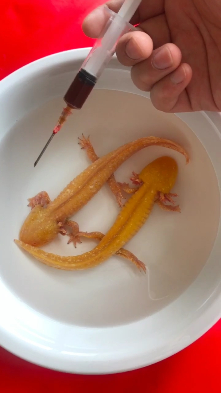 小龙鱼生宝宝了