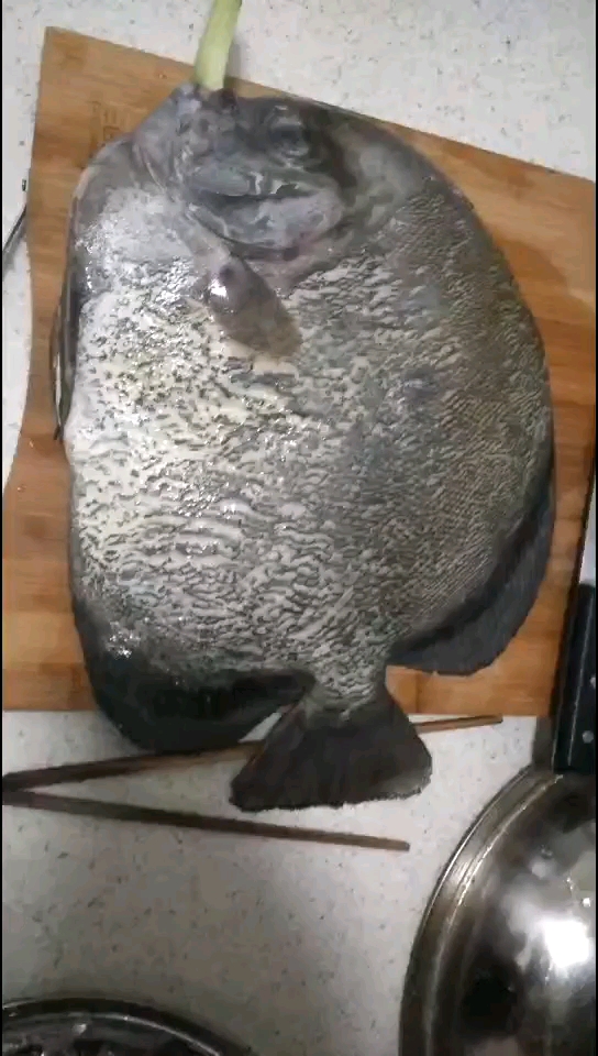 燕子鲳你认识吗