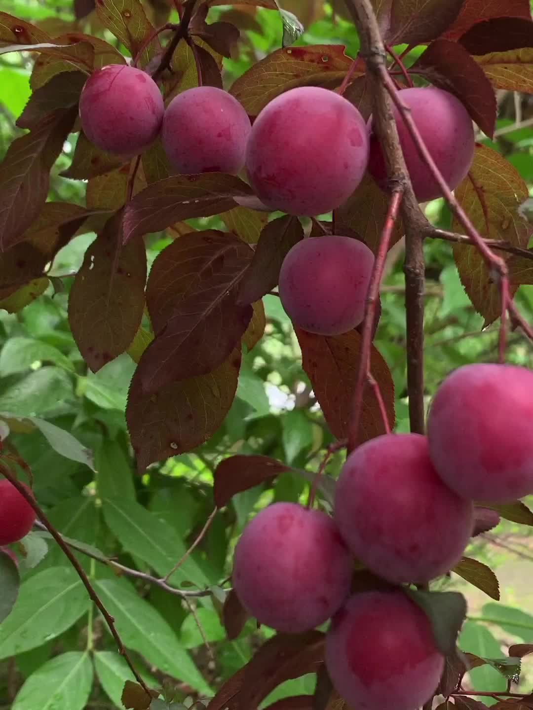 阳春三月间,小区里的紫叶梅花开满园,如今已结出了累累的果实