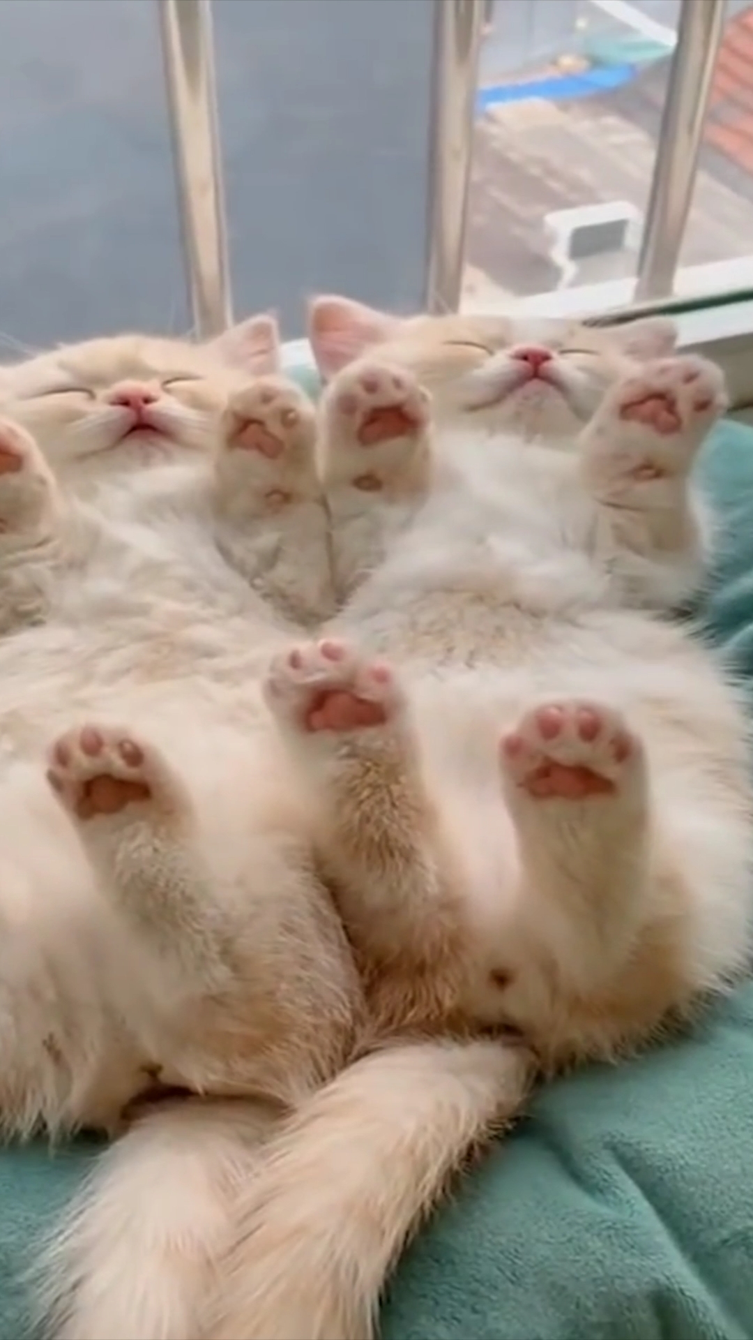 可爱小猫咪#双胞胎猫咪动作一致