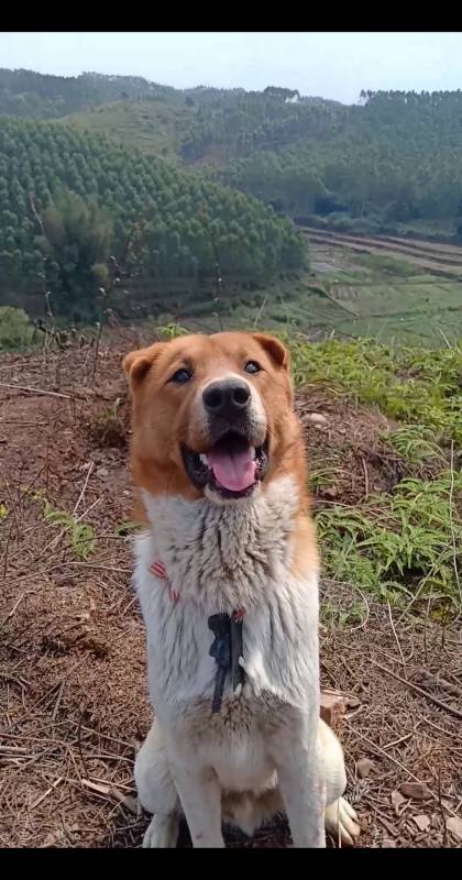 這田園犬是我從千里迢迢的廣東走路帶回廣西的,一天走30多里,用了一個