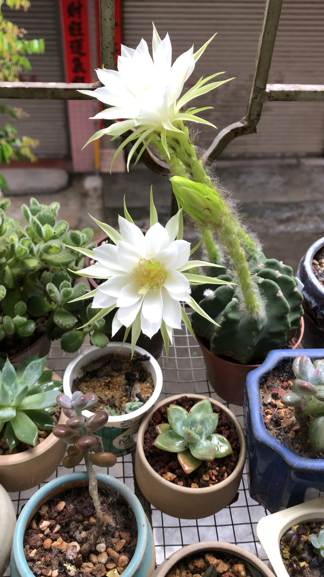 我的小花园#短毛丸开花