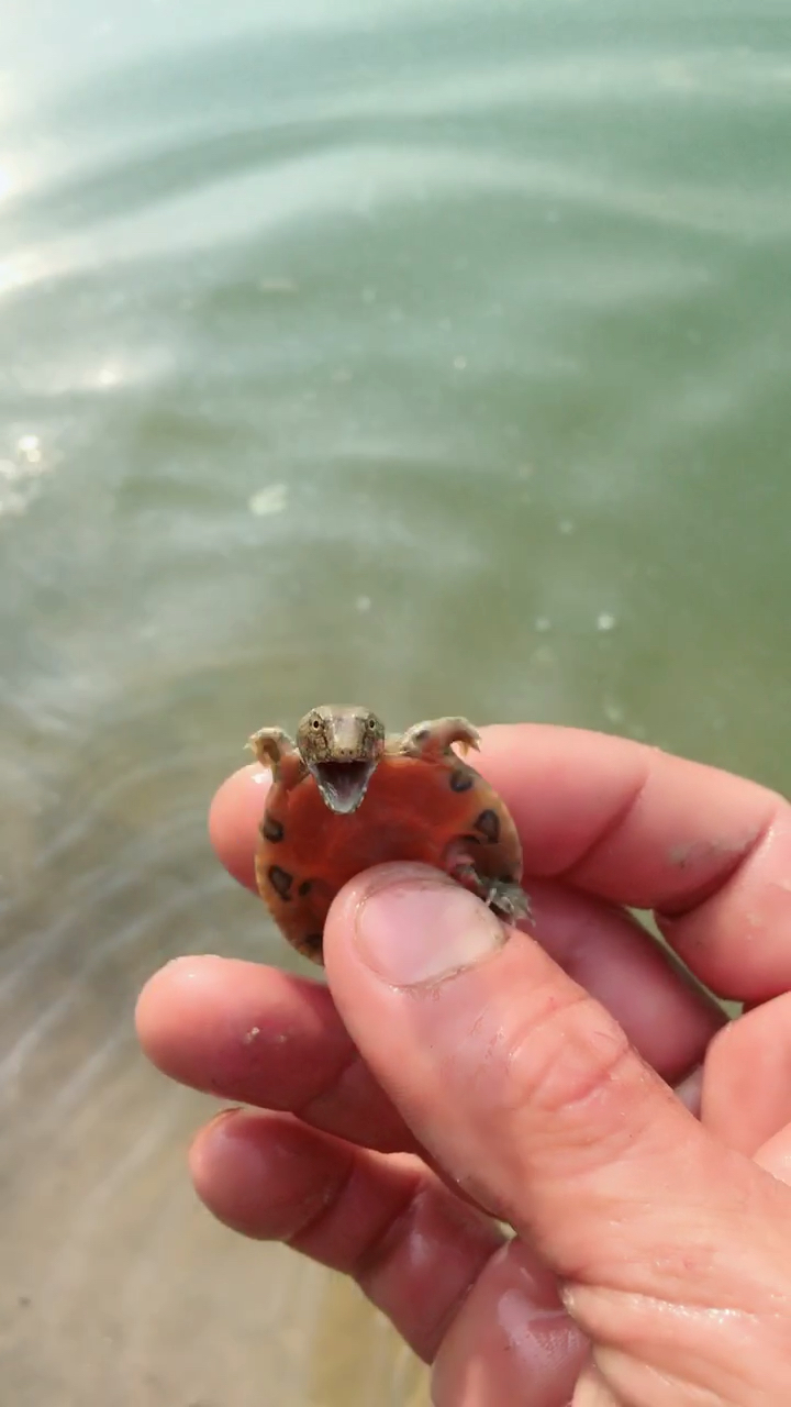 偶遇小甲鱼又凶又可爱,逃跑速度太快了