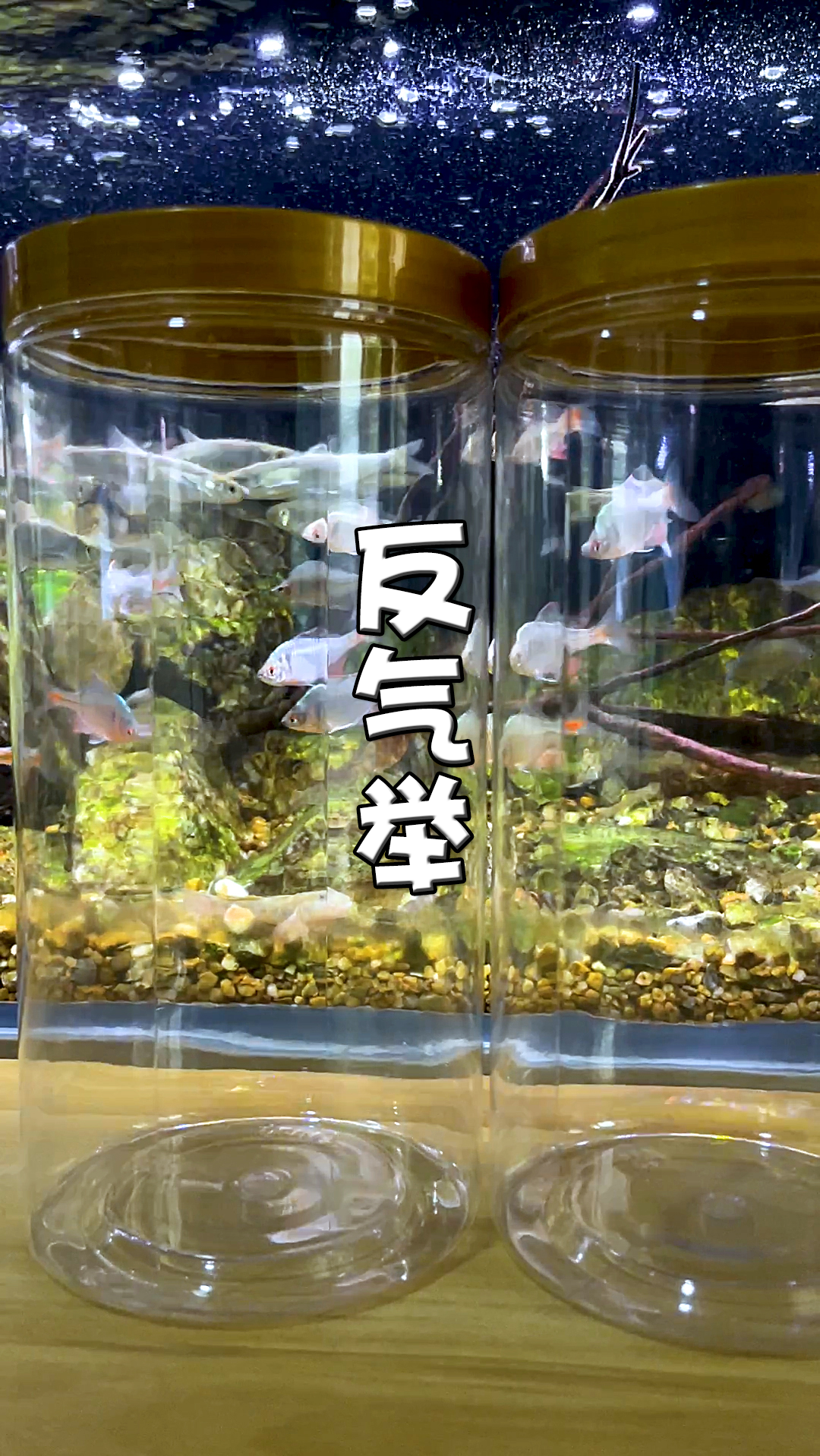 养鱼日记#滴流盒 反气举 过滤效果就一个"绝"!