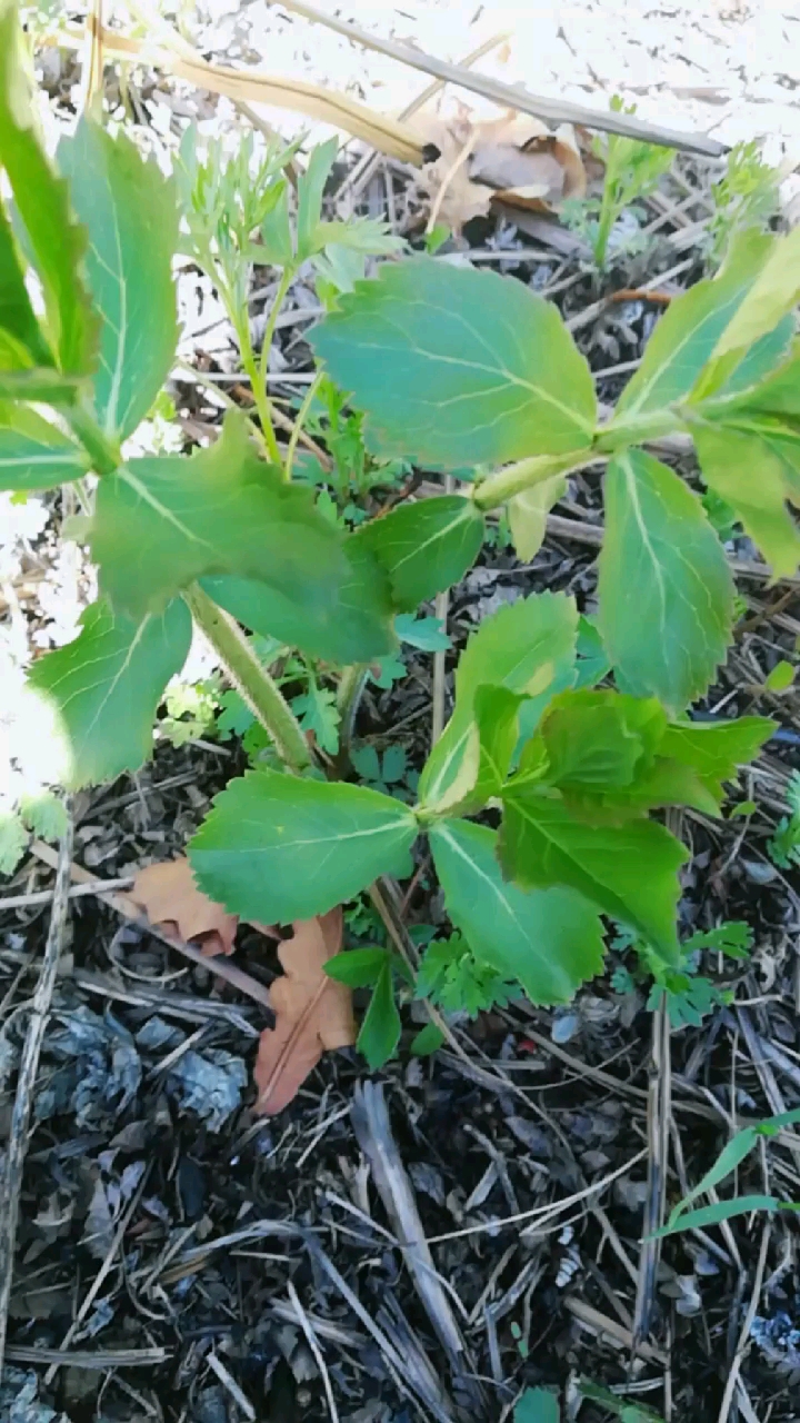 三叶菜有认识的么?有谁吃过这种野菜?
