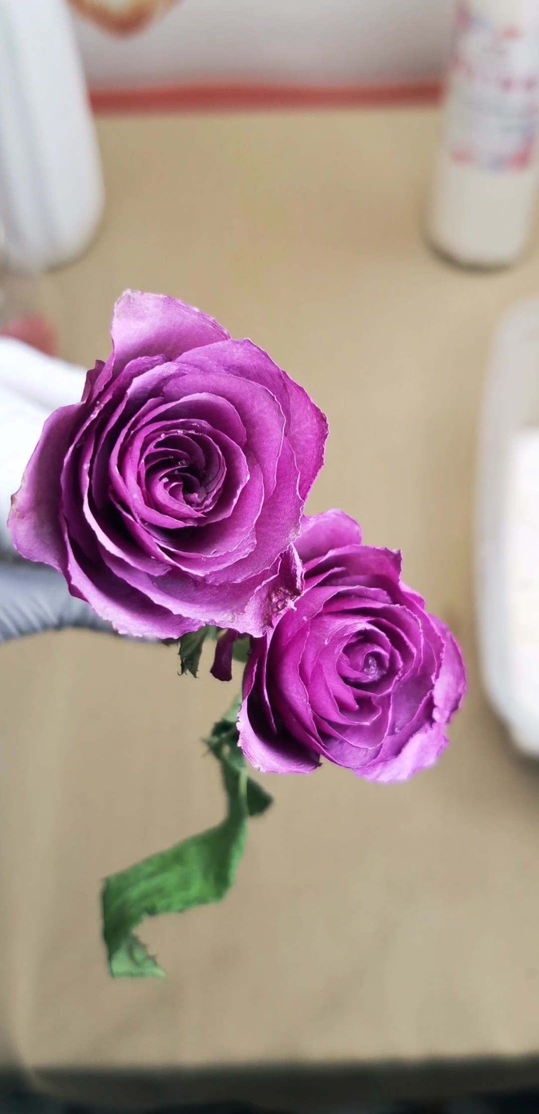 花艺#紫霞仙子干花