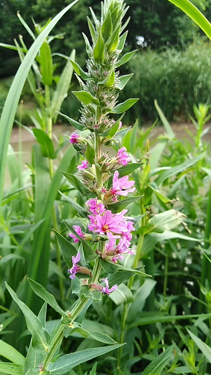 芝草图片