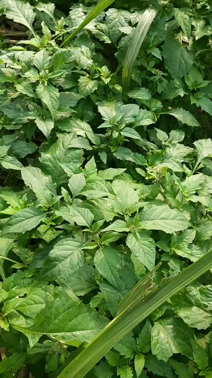 下雨过后的野白花菜真嫩