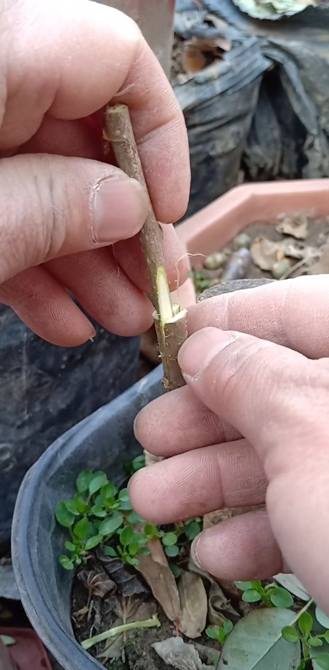 这是嫁接高手#倒劈接嫁接四季果桑技术,成活率极高,提高产量百倍