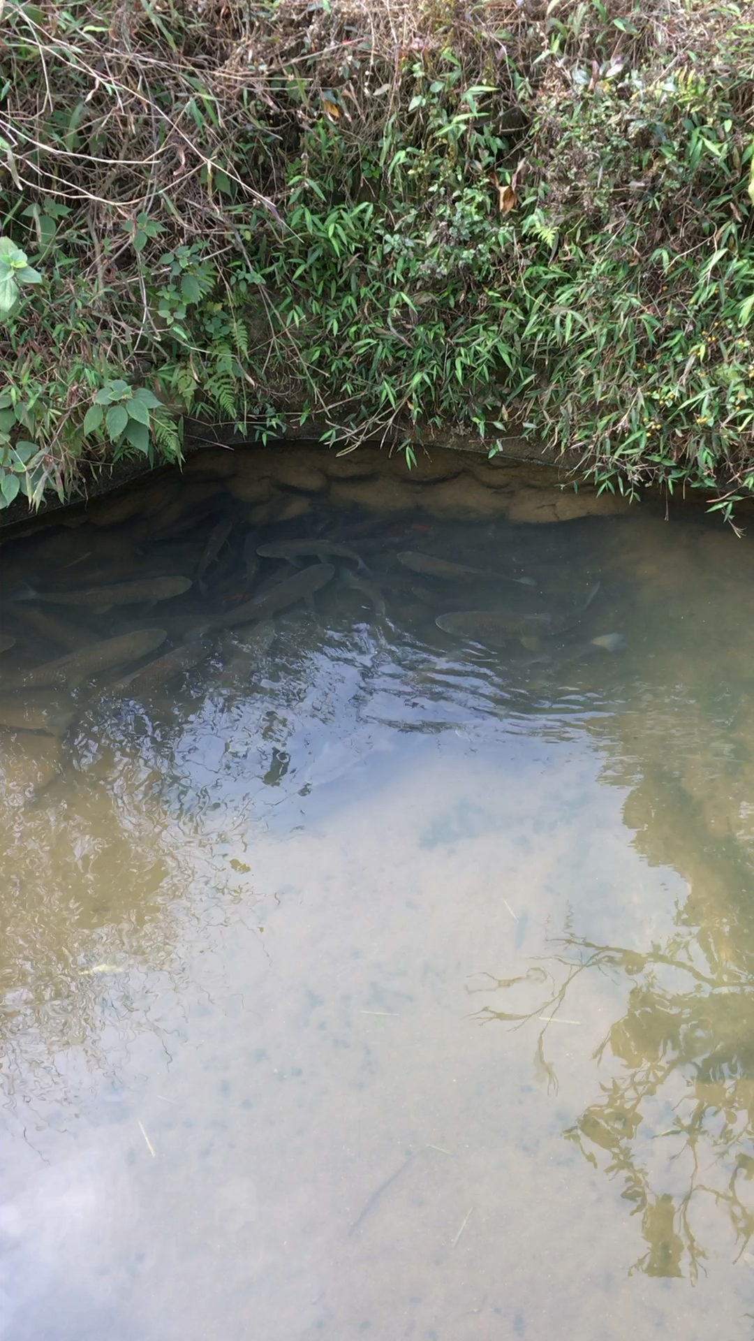 旅游进行时#农村小鱼塘