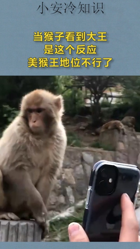我要上热门当猴子看到大王竟然是这个反应美猴王地位不行了