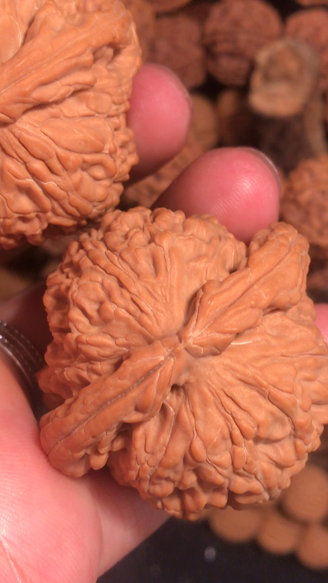 文玩核桃#皮质骨质好,后期走色牛津红