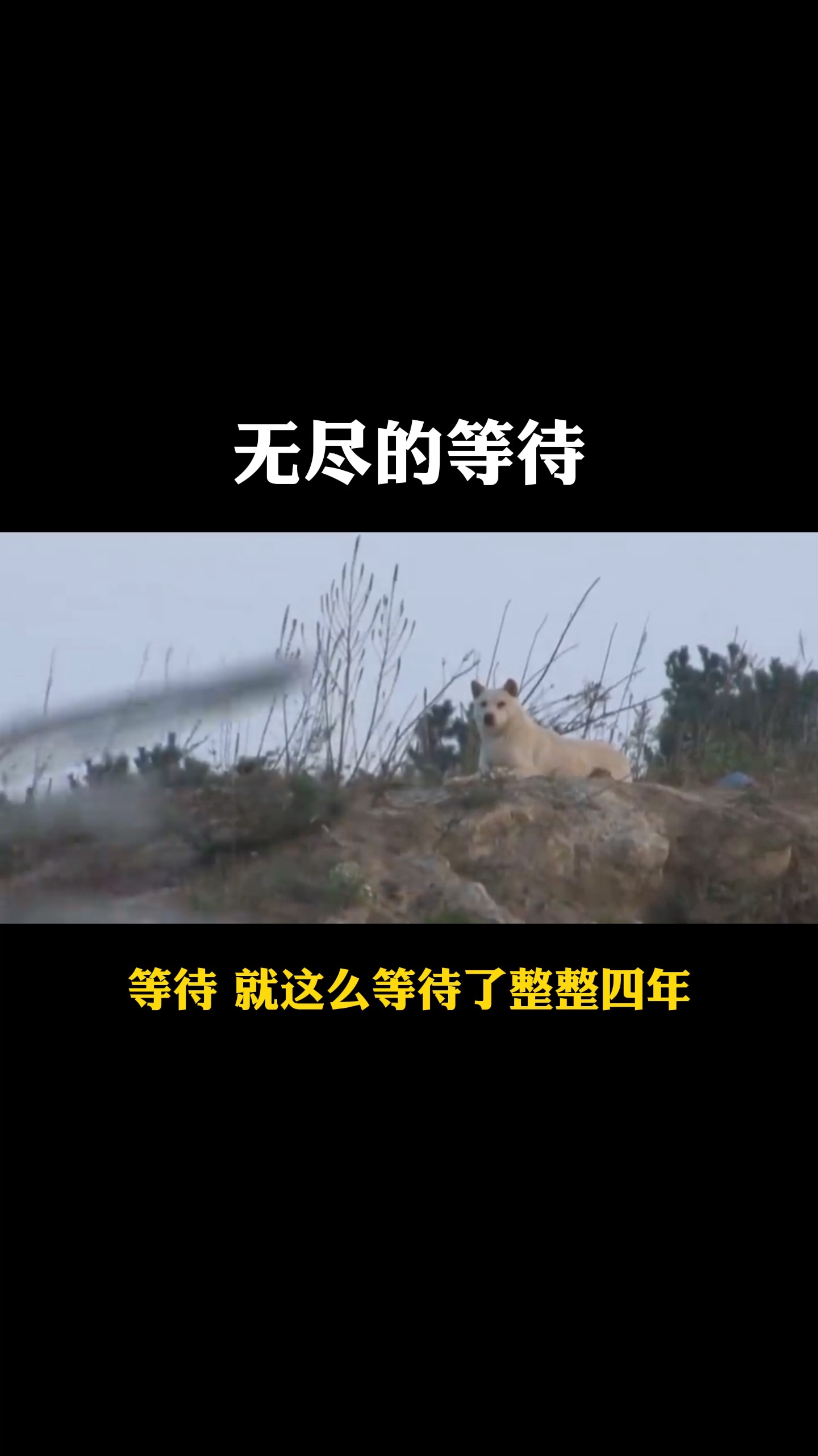 无尽的等待主人 用我三生烟火 换你一世迷离