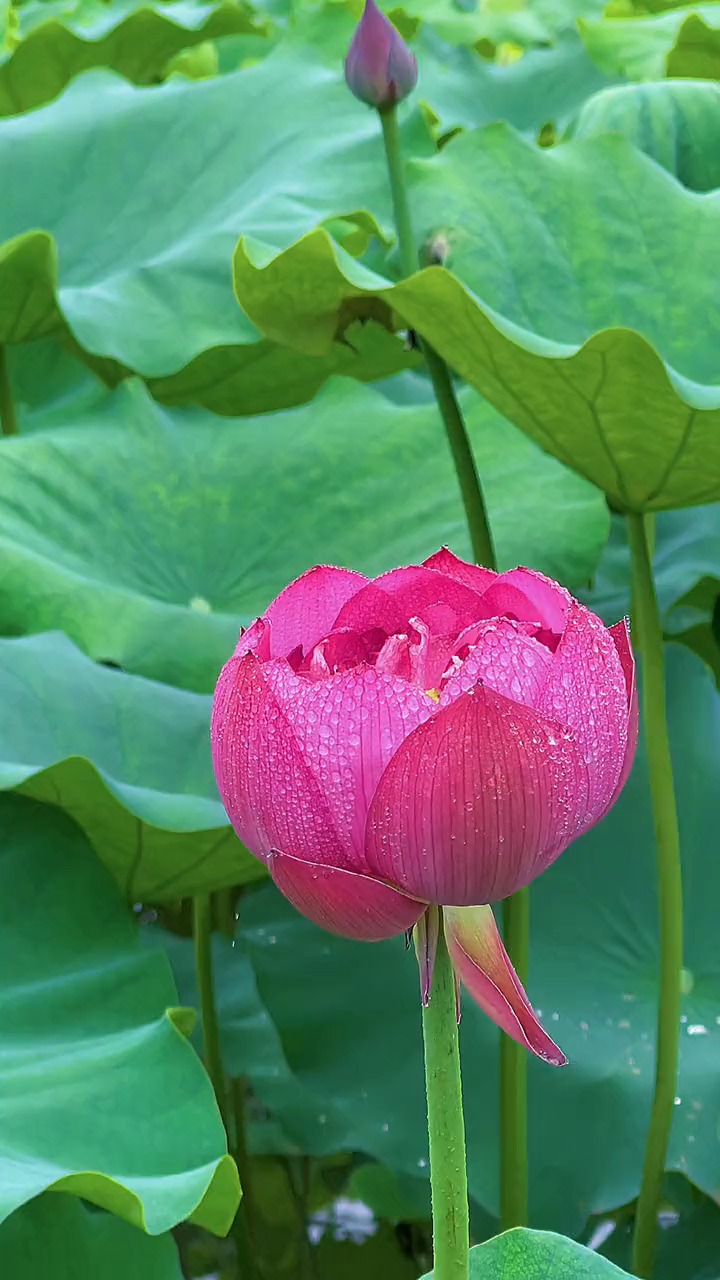 炎炎夏日,卸下你一周的疲惫和烦恼,愿你一夏清凉,好运连连,荷花,荷塘