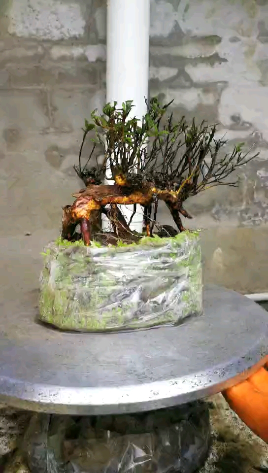 映山红矮霸提根小老桩