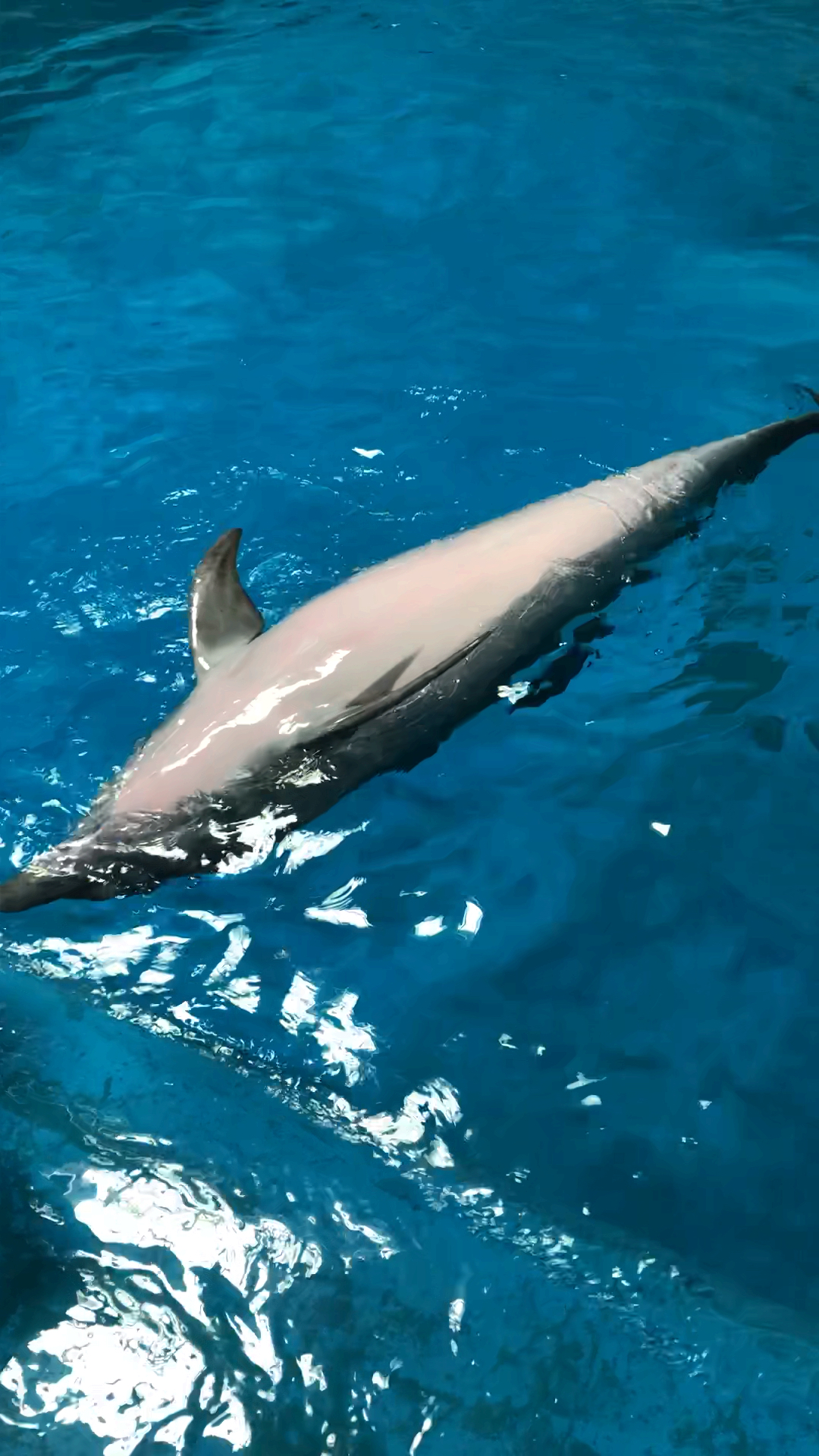 小海豚皮肤很光滑