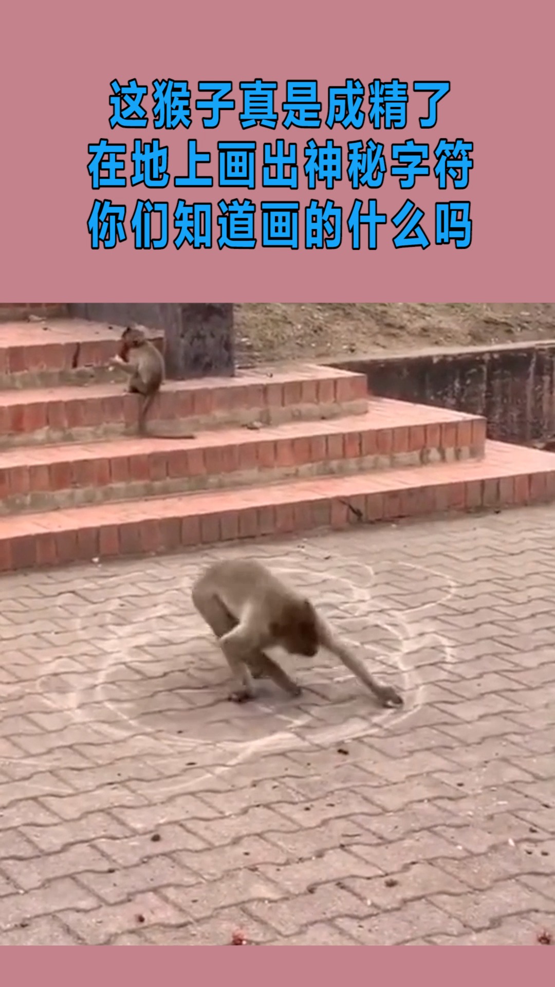 我搞笑你开心这猴子真是成精了在地上画出神秘字符你们知道画的什么吗