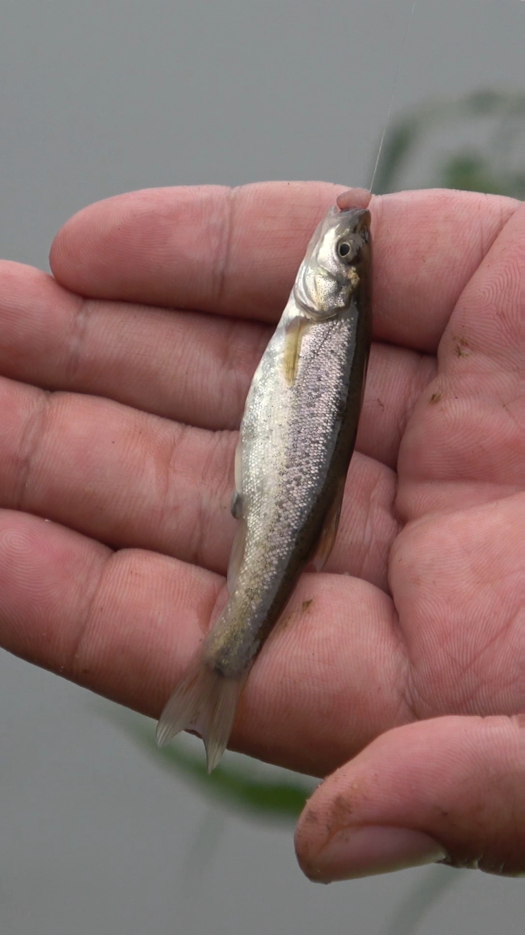 河沟里的冷水柳根鱼,没有鱼漂一样钓!