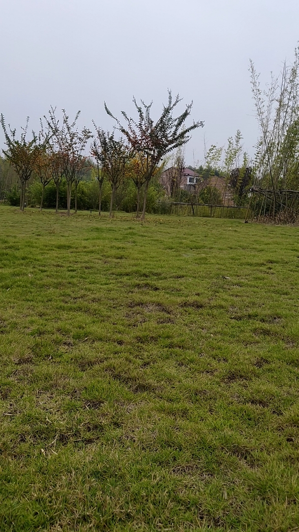 我和秋天撞个满怀#小草坪散步